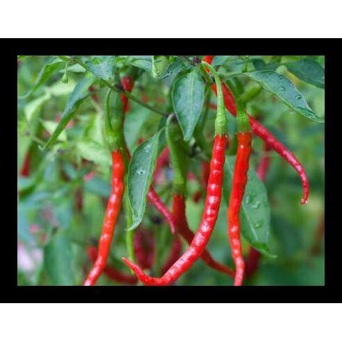 Isi 20-30 Benih Biji Bibit Cabai Cabe Merah Keriting Lokal Unggul