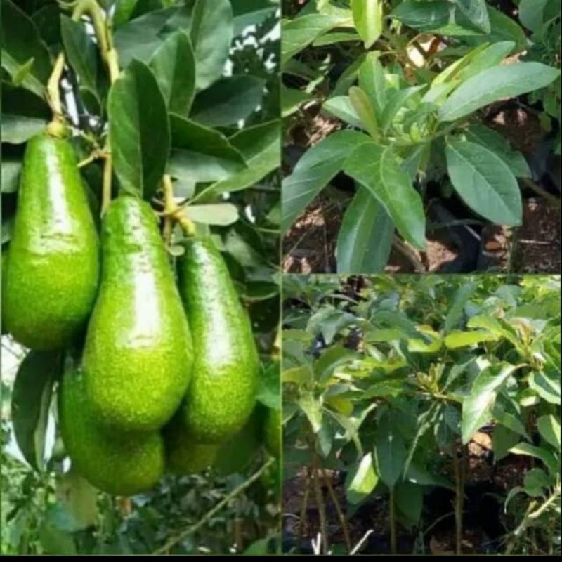 bibit alpukat pluwang