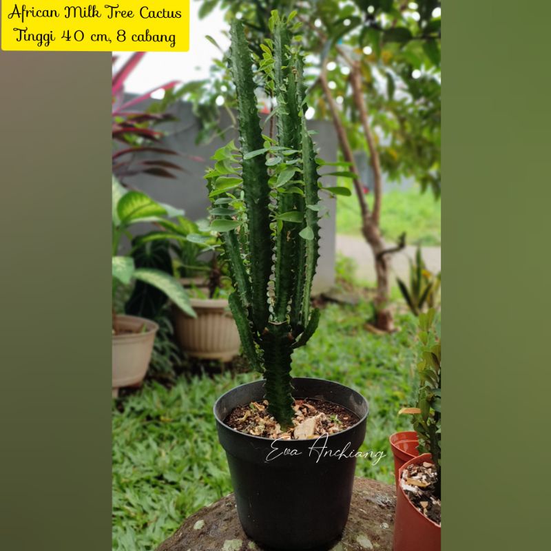 African Milk Tree Cactus 40cm/Kaktus African Milk tree