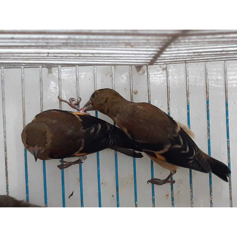 Red siskin Klasik fik sepasang Jantan Betina