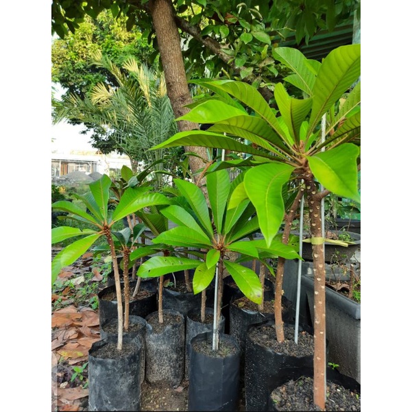 Bibit Mamey Sapote Sawo Jumbo Keywest