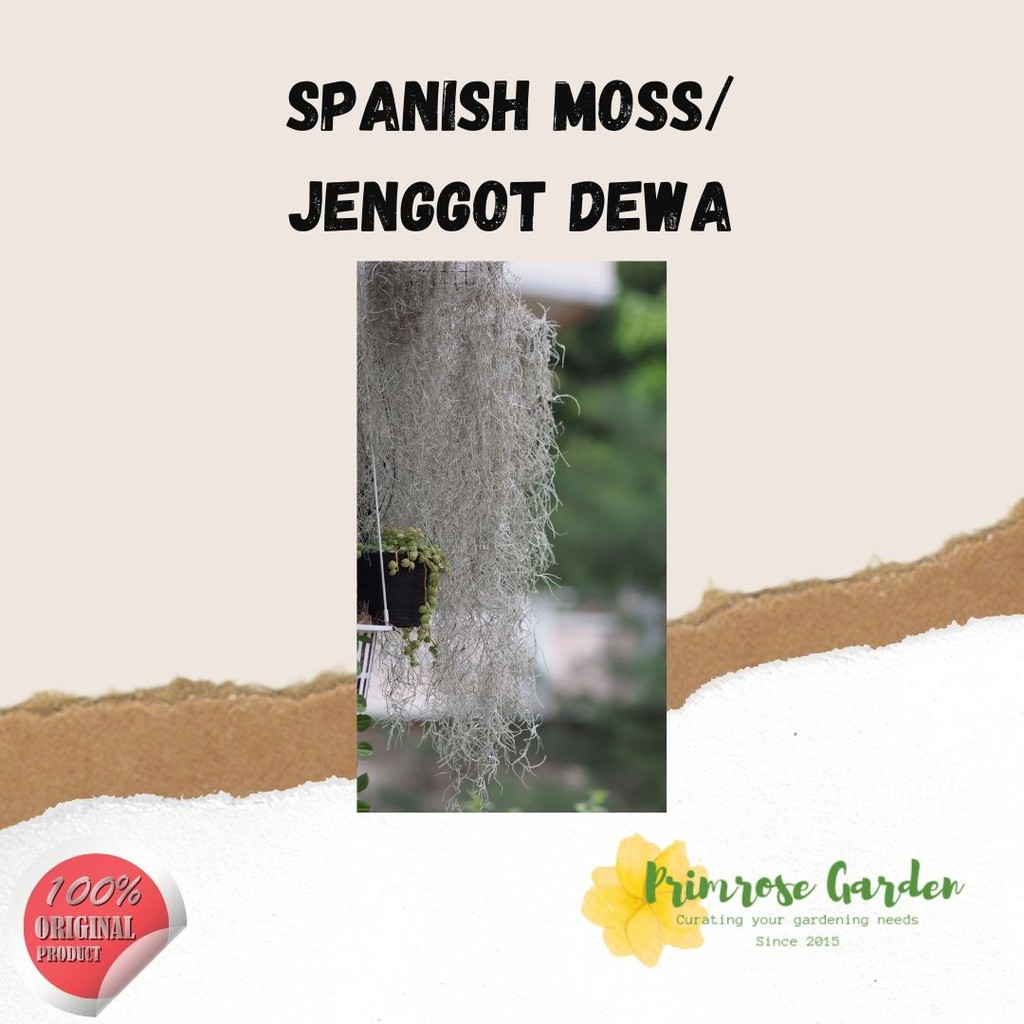 Spanish moss / janggut musa