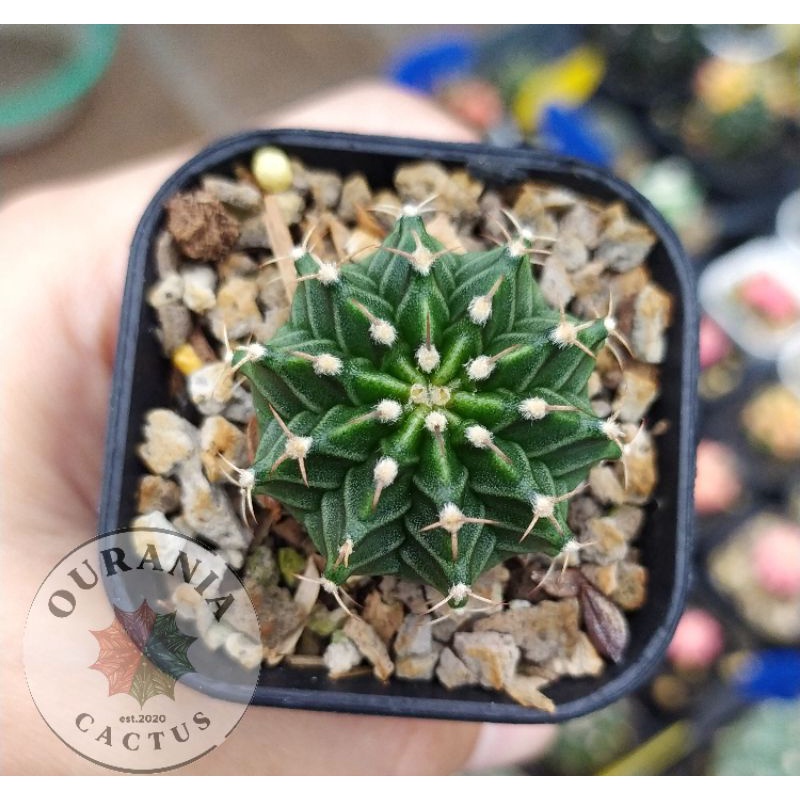 Kaktus Gymnocalycium Mihanovichi Hybrid ( T1115 X Starfire )