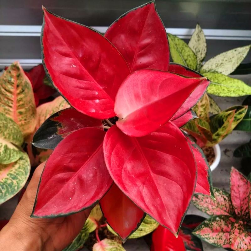 (Bisa COD) Aglaonema suksom jaipong /Aglonema suksom jaipong / Aglonema suksom jaipong (Tanaman hias aglaonema suksom jaipong) - tanaman hias hidup - bunga hidup - bunga aglonema - aglaonema merah - aglonema merah - aglaonema import - aglaonema murah