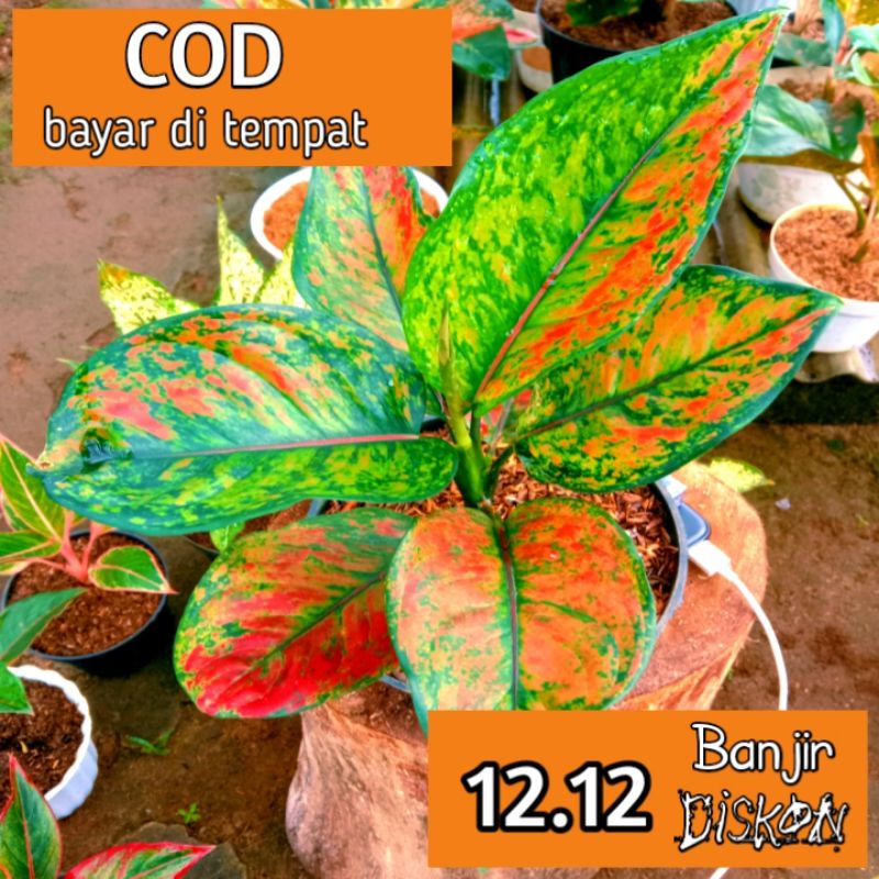 Hengheng aglonema dewasa/Hengheng aglonema dewasa