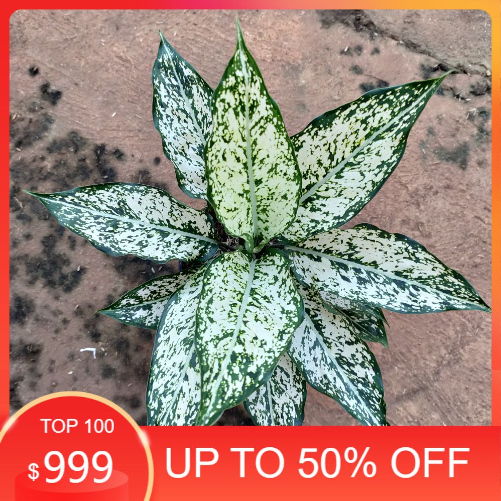 Aglonema snow white - aglaonema Snow white - bibit aglonema snow white