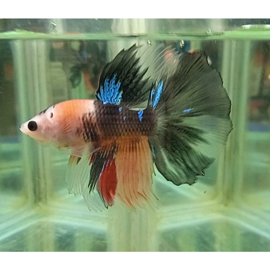 CUPANG HALFMOON/HM MULTICOLOR 100% REALPICT (8HMM7)
