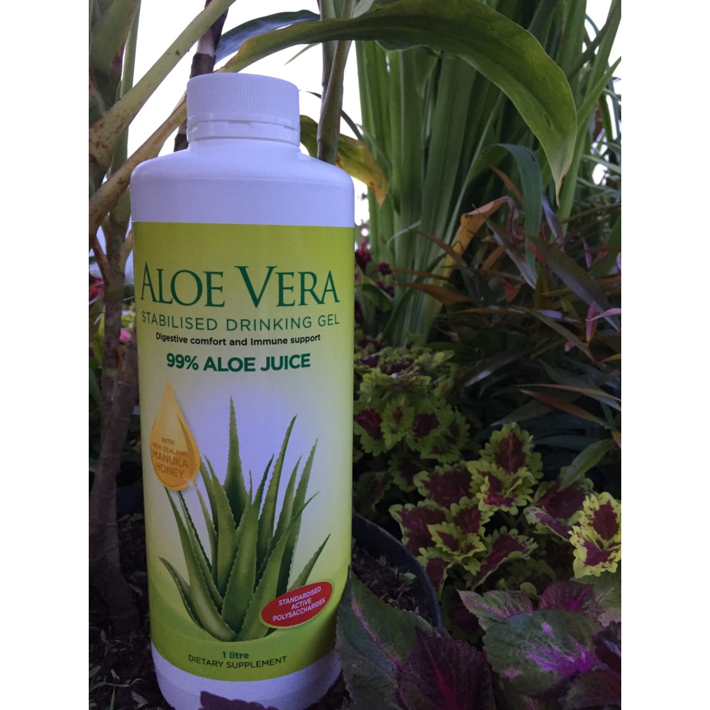 

Aloe Vera Madu Manuka Untuk Pencernaan Dan Asam Lambung
