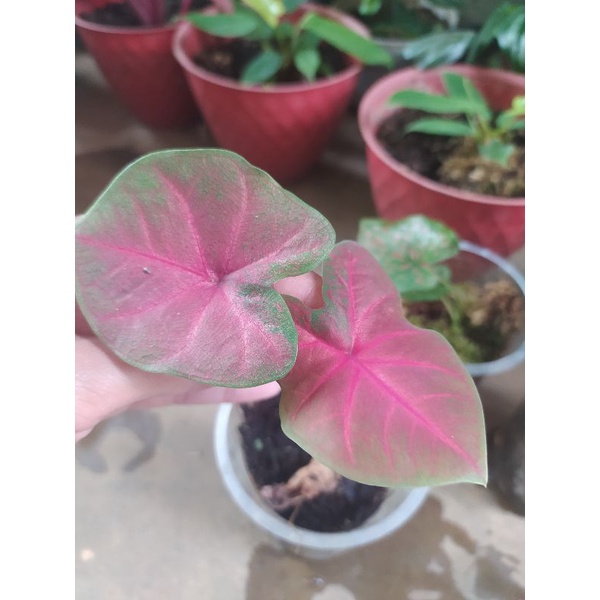 Caladium hybrid silangan red sweety remaja
