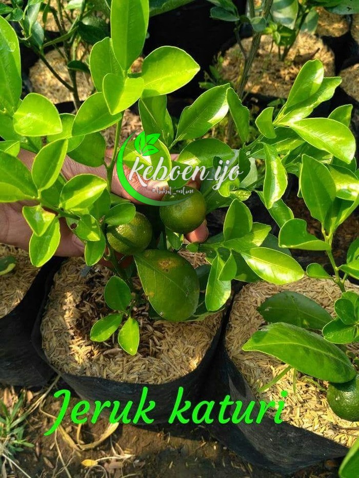 Bibit Jeruk Kasturi