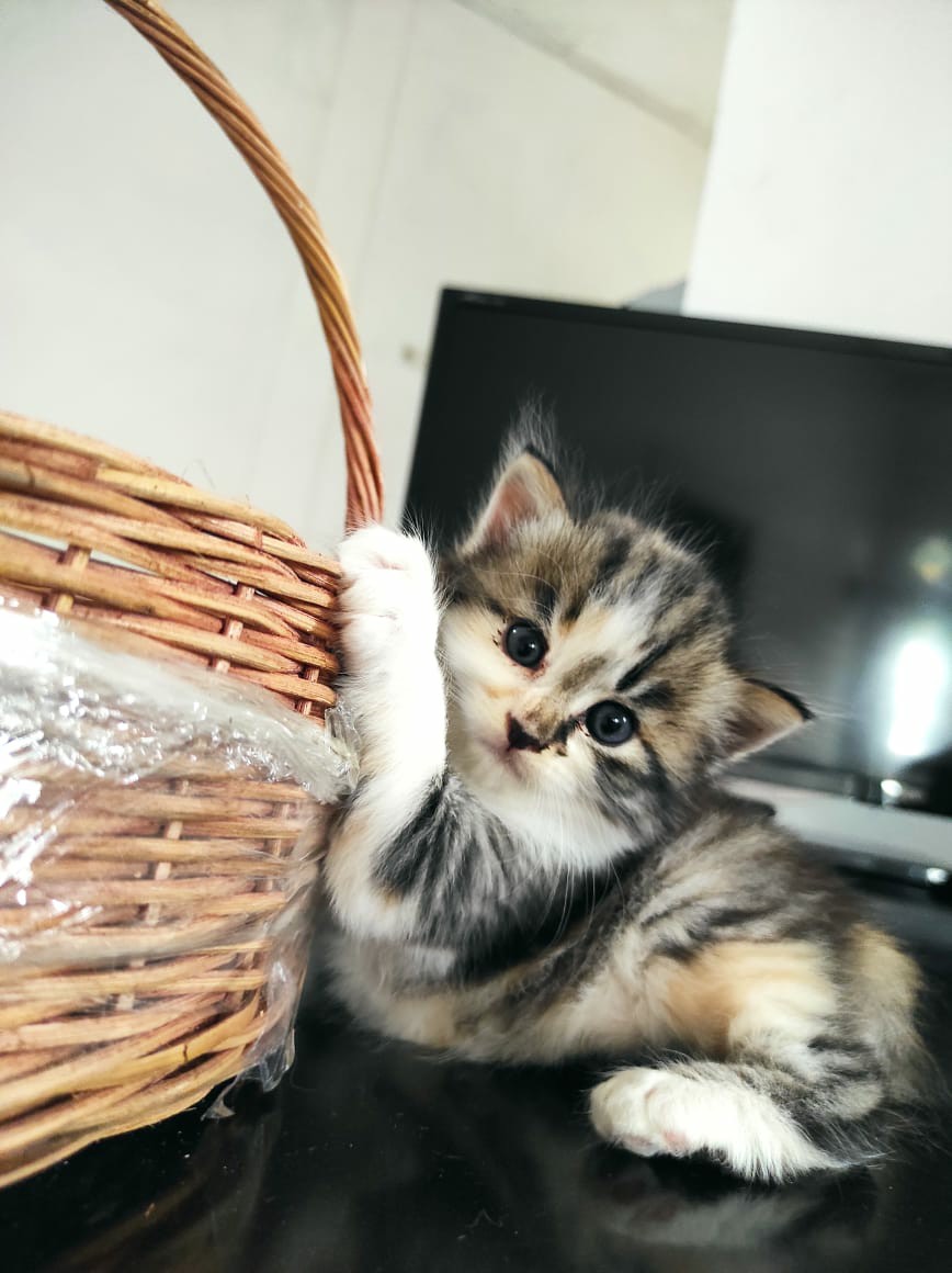 Atasan Batik 242 Series,standart-super Jumbo (s-xxl) /batik Kantor /batik Wanita Modern/baju Lebaran