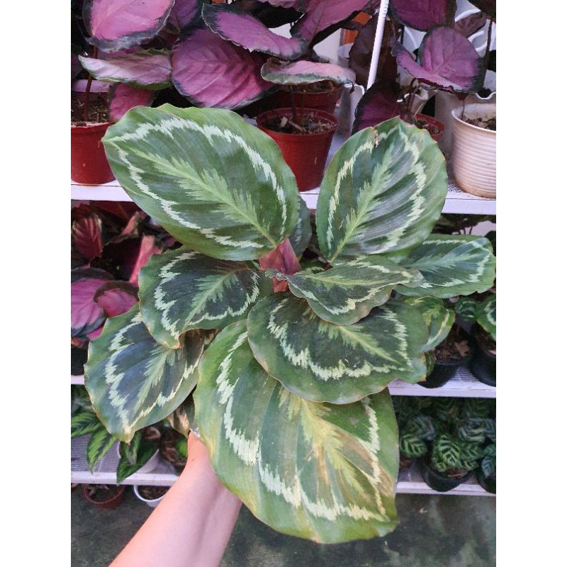 CALATHEA MEDALION