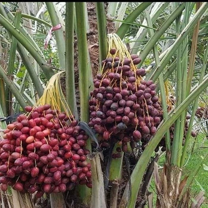 Bibit Berkwalitas Bibit Buah Kurma KL 1 Super Unggulan