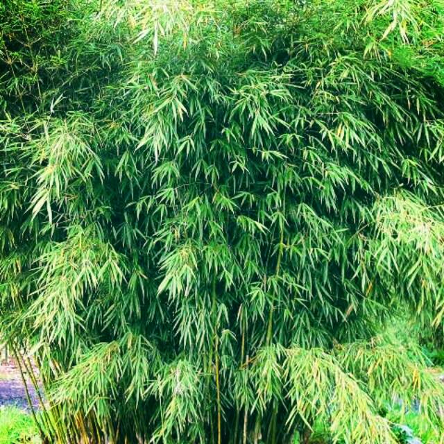 Jual Daun Bambu Bacang