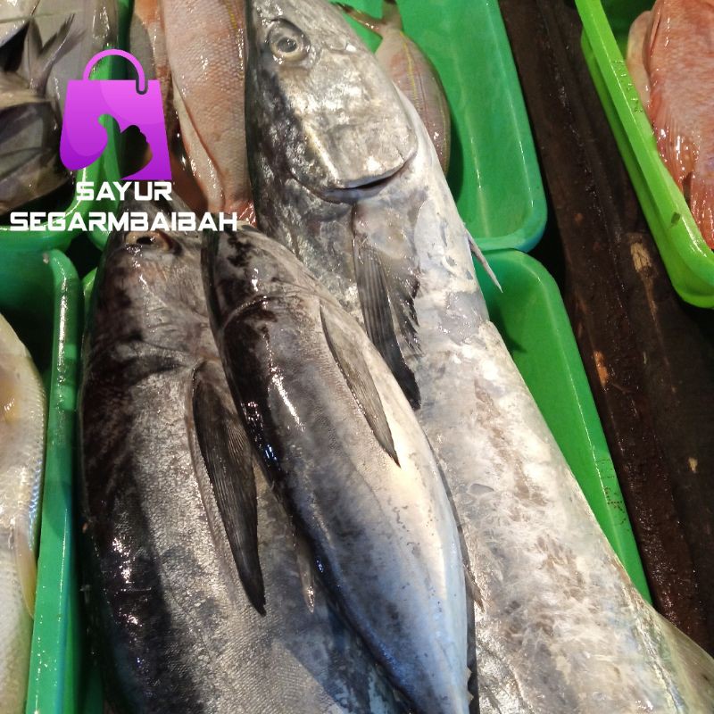

ikan tongkol potong basah tanpa kepala