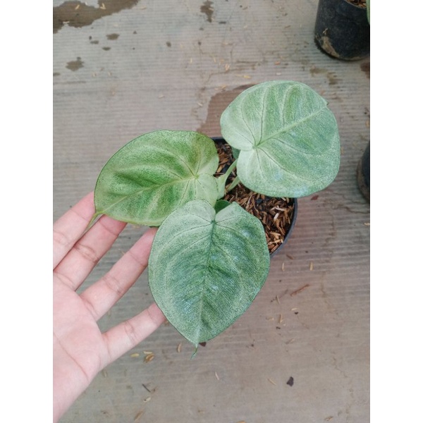 Tanaman syngonium macrophyllum frosted heart