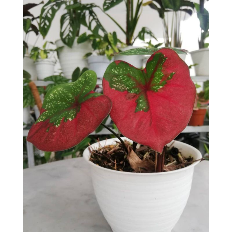 keladi baret merah-tanaman hias keladi baret-keladi merah-tanaman hias keladi