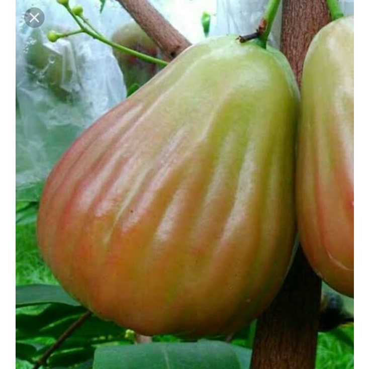 

Bibit Jambu Air Bajang Leang jumbo Asli Okulasi Produk Sendiri