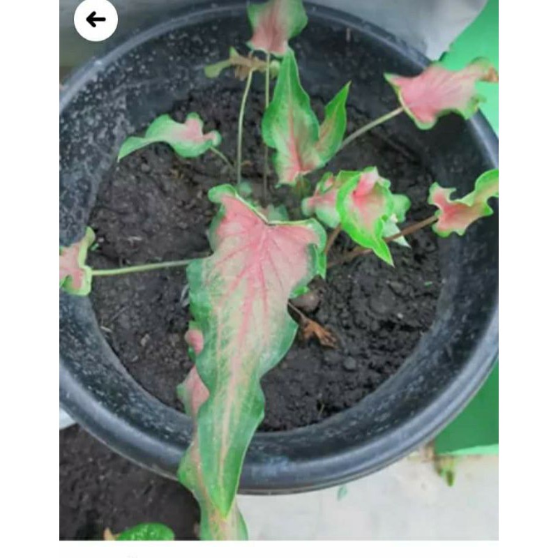 bunga lompong pink panjang (keladi keris)