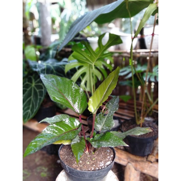 Anturium black beauty