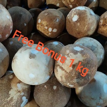 

Kelapa Kupas | Kelapa Parur Per Pcs ~ Per Buah + Gratis Bonus