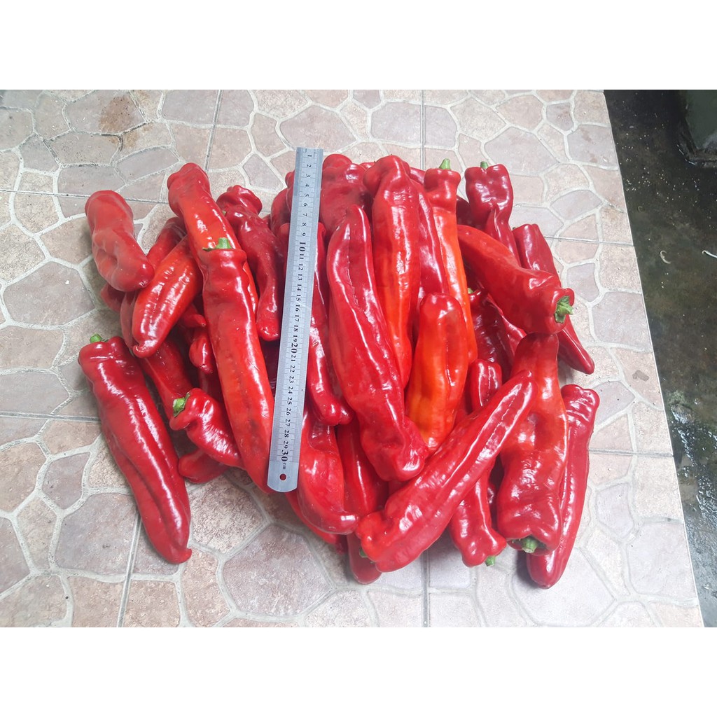 Benih Bibit Biji - Cabai Red Sweet Italian Pepper Paprika Merah Manis Jumbo Pepper Seeds