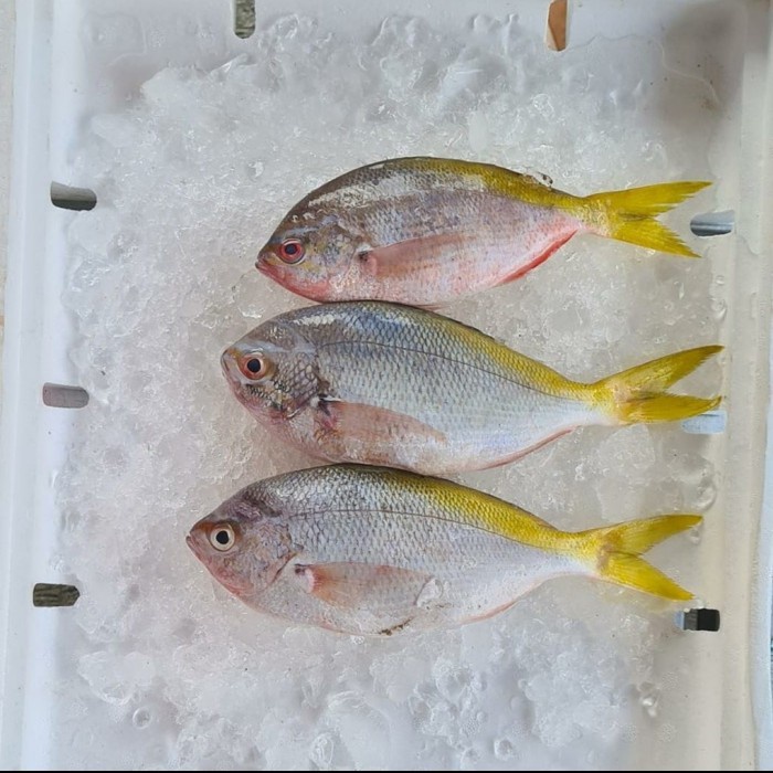 

Ikan Ekor Kuning Segar Fresh