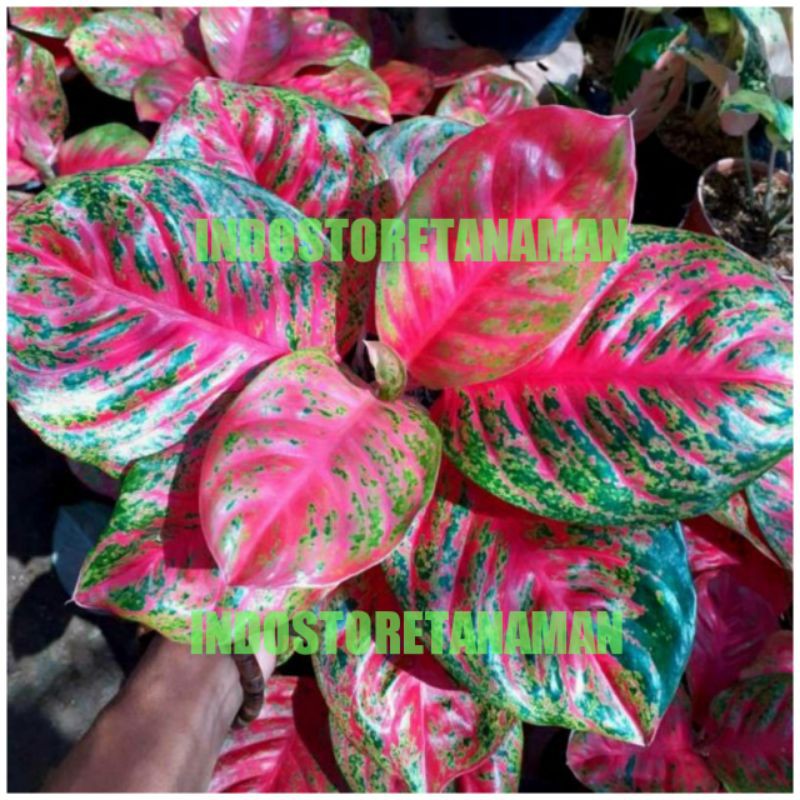 PROMO Promo enjoy  BONGGOL AGLONEMA WULANDARI//BONGGOLAN AGLONEMA WULANDARI