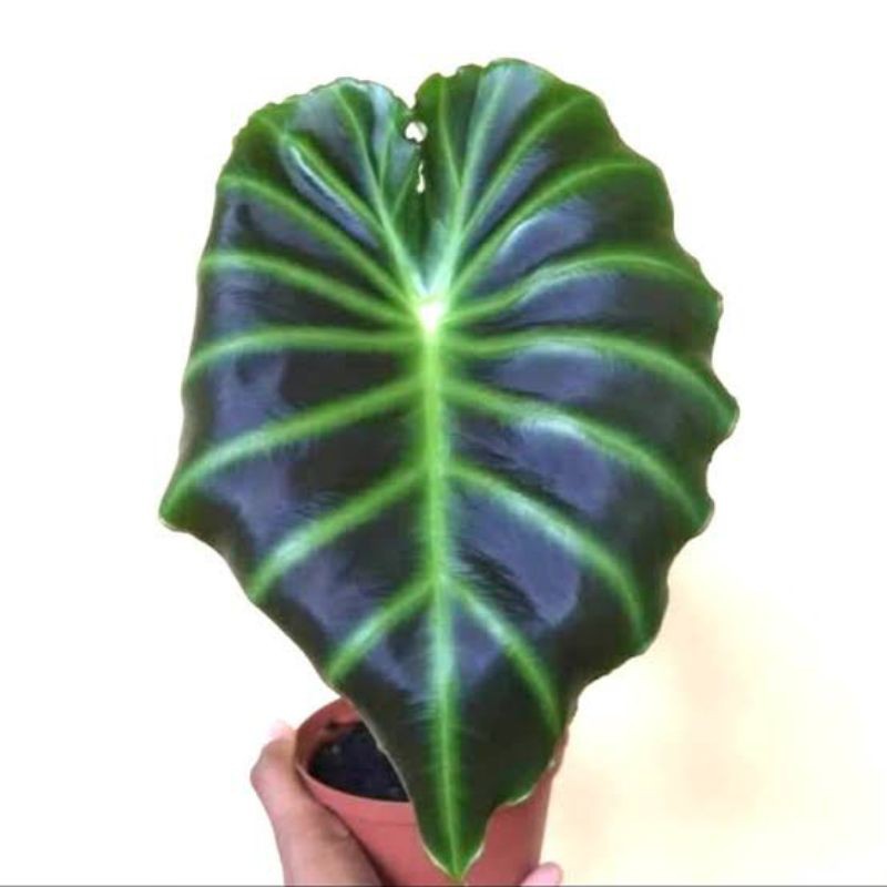 Alocasia Remusatia Vivipara