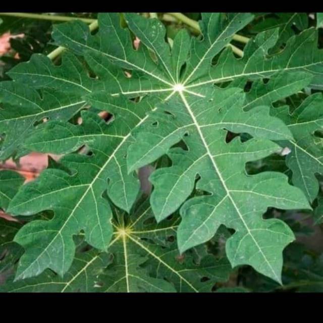 

Daun pepaya fress 1kg