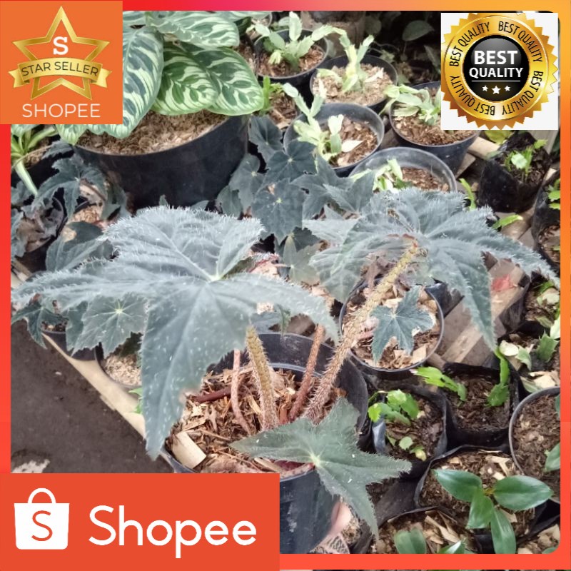Tanaman hias begonia black bintang bulu