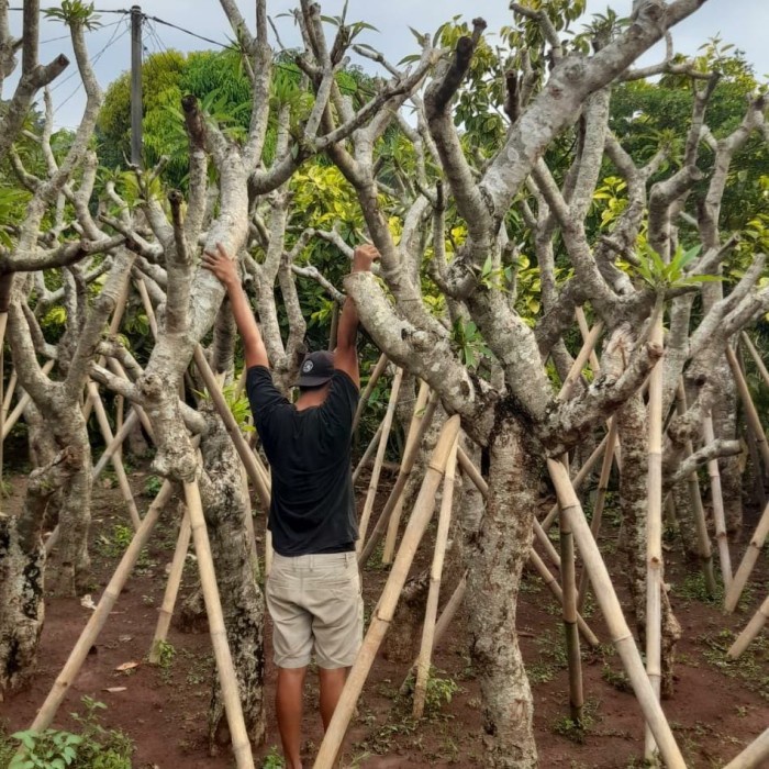 pohon kamboja fosil besar