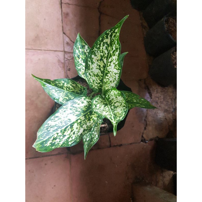 tanaman hias aglonema snow white dewasa - aglonema snow white daun sudah besar