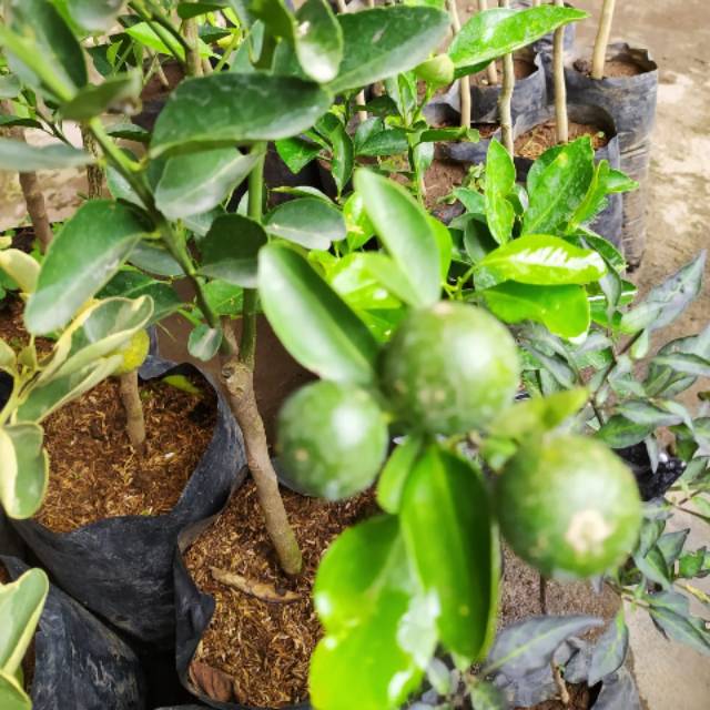 Bibit jeruk limau berbuah - tanaman pohon jeruk berbuah - jeruk limo/limau berbuah