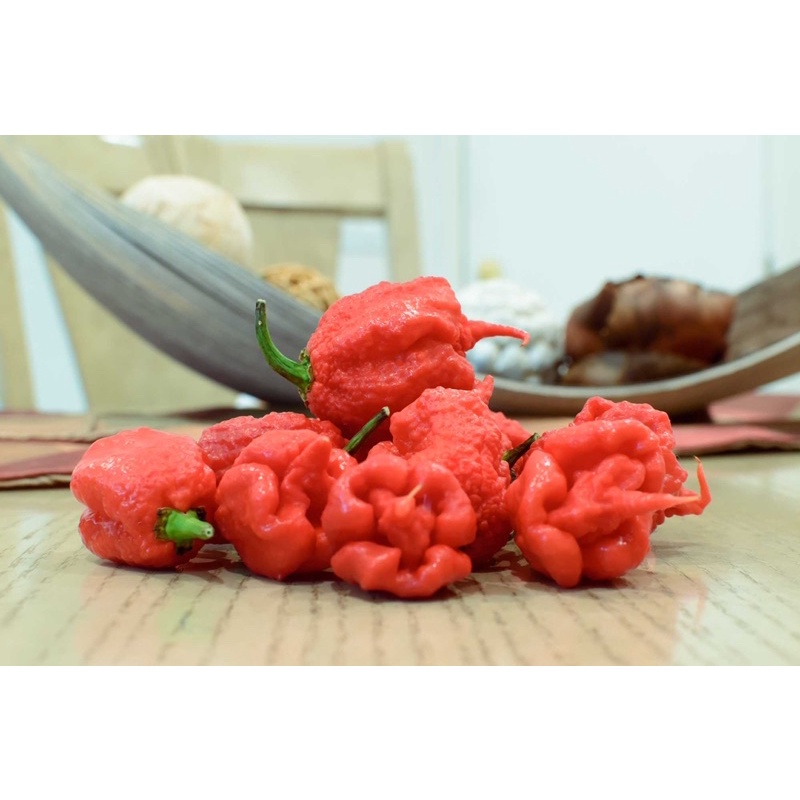 Benih Bibit Biji - Cabai Red Carolina Reaper Merah Pepper Seeds - Rekor Cabai Terpedas di Dunia