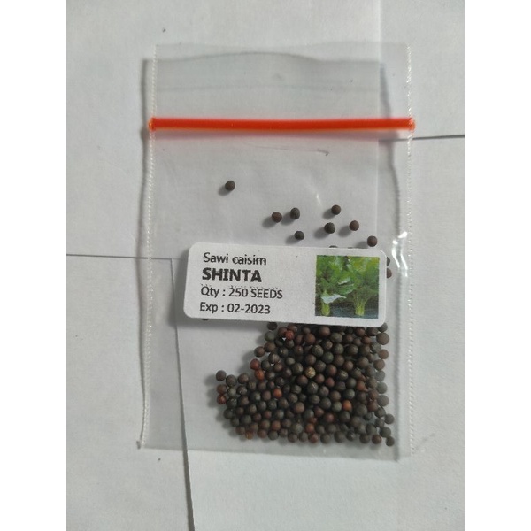 benih sawi caisim shinta