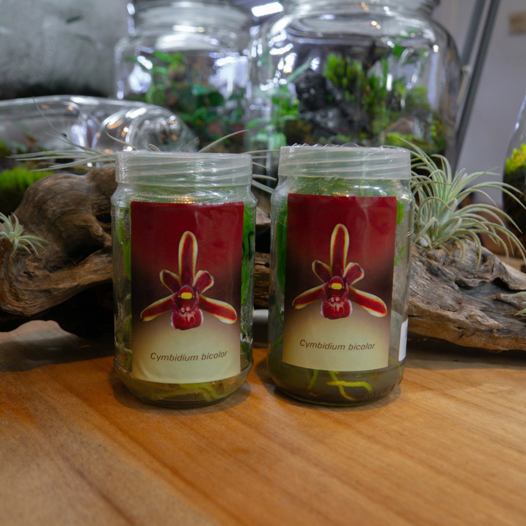 Anggrek Kultur Jaringan