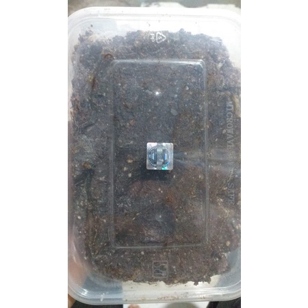 Bendingan Tanah Jailangkung (Pengumpul Ikan ) Gala Tama Lele