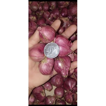 

Bawang Merah Super Besar Besar