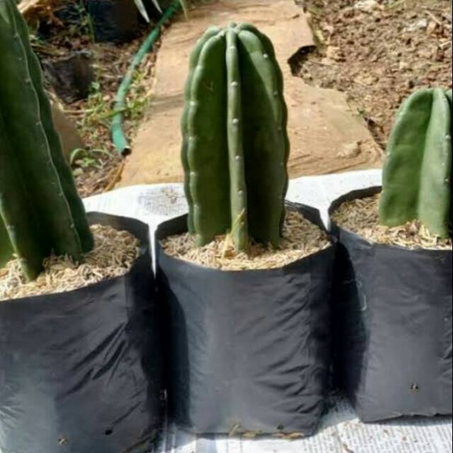Tanaman hias katus koboi-(katus belimbing)