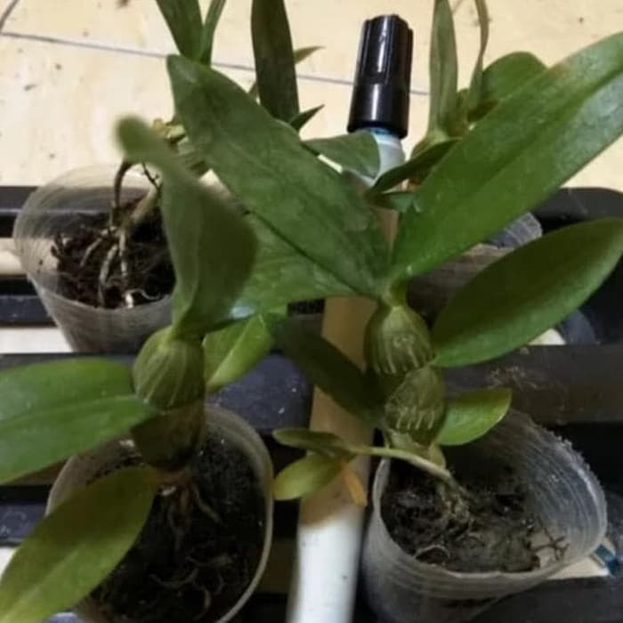 Anggrek Dendrobium Nobile Seedling