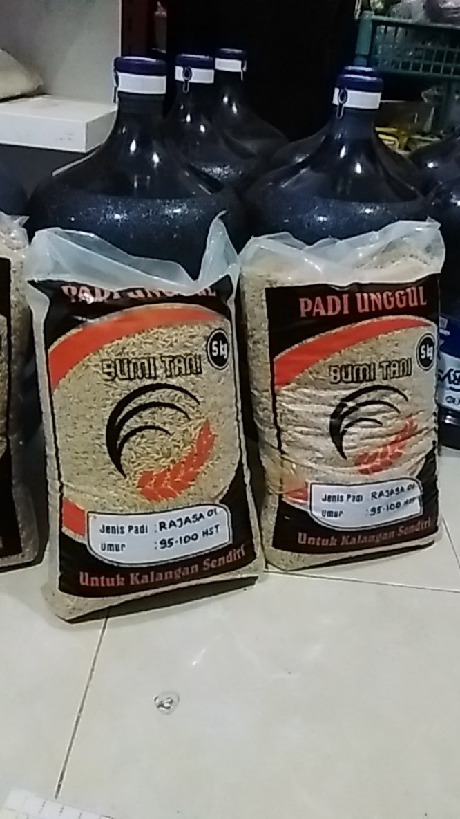 Benih Padi Tongkol Dua 5kg - Tongkol 2 - 2t