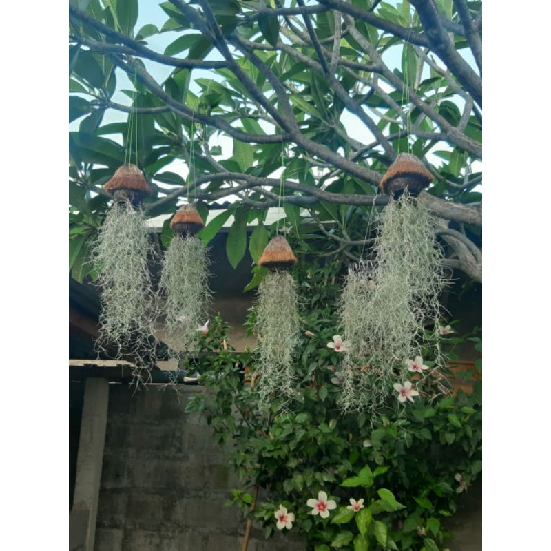 janggut musa/tanaman udara