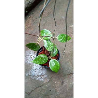 hoya parasatica splash