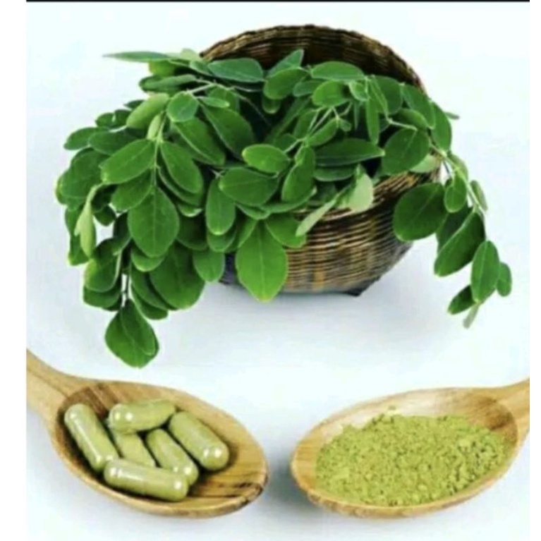 Daun Kelor / moringa Oleifera 100