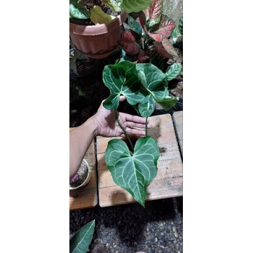 Anthurium King Clarinervium