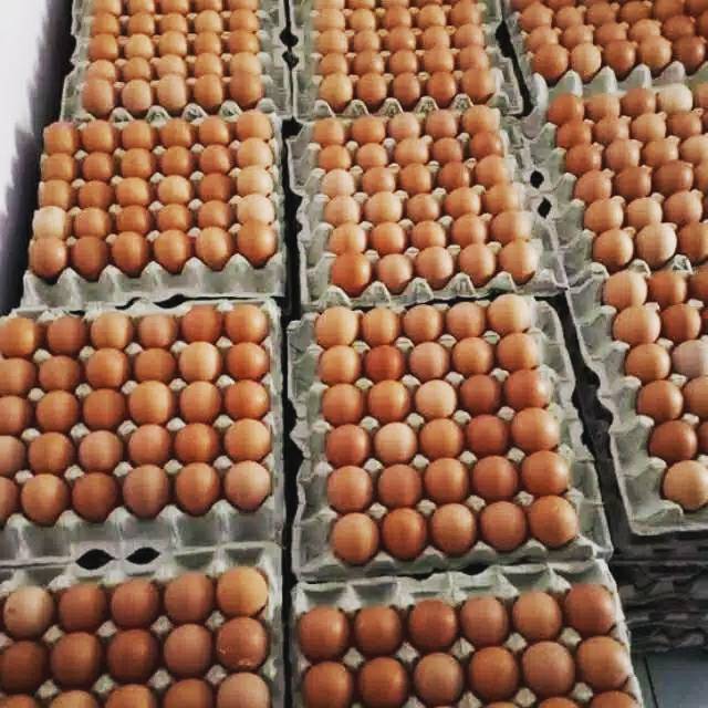 

Telur ayam