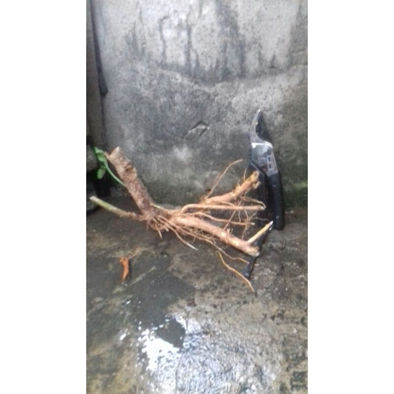 bahan bonsai wahong