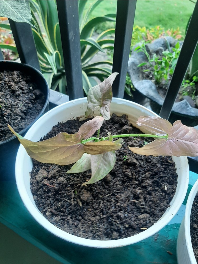 Syngonium Threeking Bibit