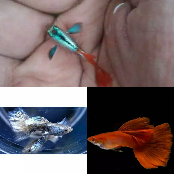 

Ikan hias Guppy 3 ekor